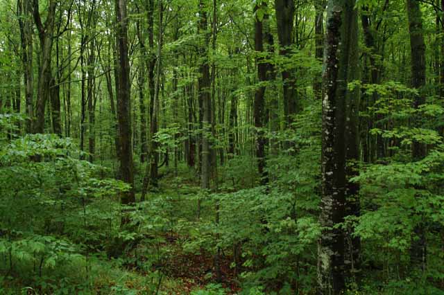 the forest of Munising Falls